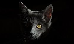 Provincial Cat Shows