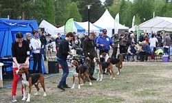 Provincial Dog Shows