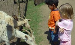 animal-farms