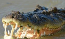 crocodile-and-reptile-farm
