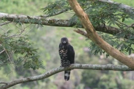 crowned-eagle-eagls-viewjpg