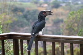 Hornbill