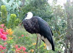 harry-the-woolynecked-stork