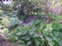 macnut-farm-river1