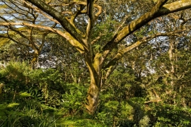 mg_0979-web