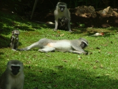 monkeys