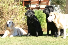 shenindor-dogs