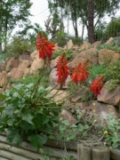 Umsinsi-garden